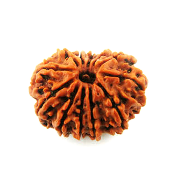 12 Mukhi Nepali Rudraksha - Baarah Mukhi