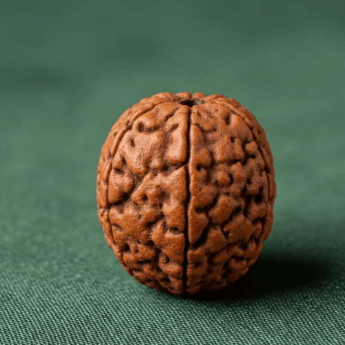 Natural 4 Mukhi/Face Rudraksha (Nepal Origin)